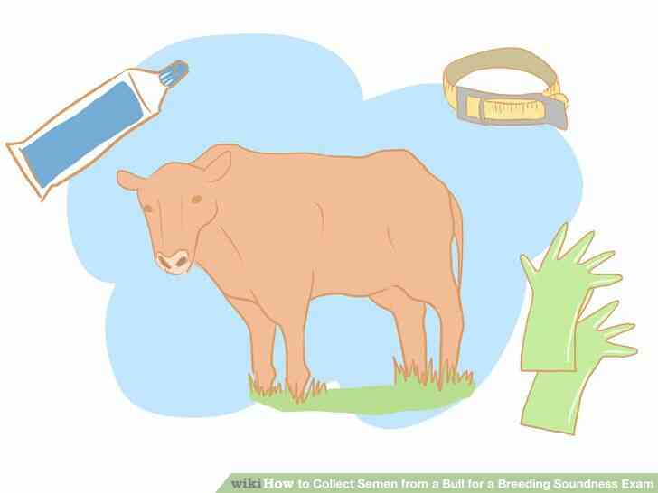 Image intitulée Recueillir le Sperme d